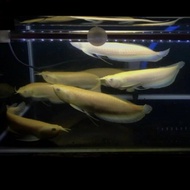 Ikan arwana silver albino arowarna size 30cm