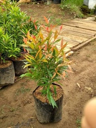 Tanaman hias Pohon pucuk merah 20-30 cm tanaman hias pucuk merah -