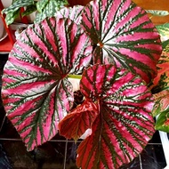 Begonia Rex Walet