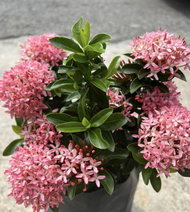 Ixora - Bunga Jenjarum Merah  Pink  Putih
