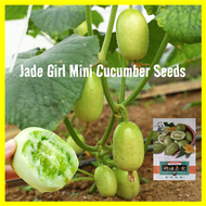 10pcs/pack Biji Benih Mini Timun Jade Girl Mini Cucumber Seeds for Planting 玉女黄瓜种子 High Yield Golden