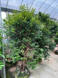 #嘉寶果
#嘉寶果樹 
#樹葡萄