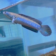 channa blue pulchra 15-17cm