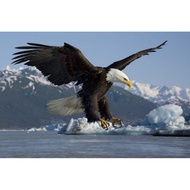Print Poster, EAGLE, JUMBO Size, 100x70cm & 150x100cm & 200x100cm/ Print Painting/ Wall Decoration W