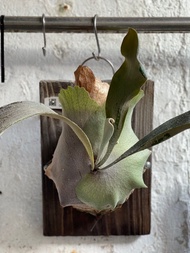 北極熊。鹿角蕨OMO，Platycerium Willinckii x Diversiforlium (P. Bifurcatum x Hilli)