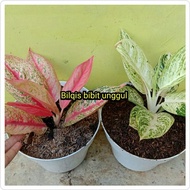 Bibit bunga aglonema paket merah putih legacy white pink legacy