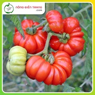 Phu Nong Edge Tomato Seeds - 0.2g Package - Giant Fan Tomato Grows Healthy, Disease Resistant VTNN N