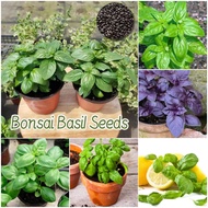150pcs Basil Seeds for Planting Vegetable Plants Basil Herb Seeds Organic Basil Leaves Seeds Green P