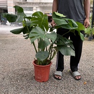 90s Greenovation Live Tree Monstera Deliciosa 龟背竹 P300 3ft