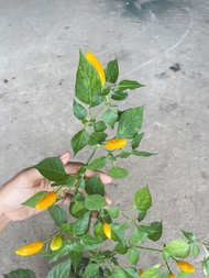 ต้นกล้า พริกองุ่น  สีเหลืองสวยเผ็ด  ใช้เป็นพริกประดับได้  พร้มปลูกต้นกล้าละ 19 บาท