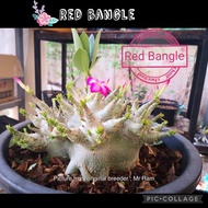 Red Bangle/ Hybrid type/ Adenium seeds/ Biji benih Adenium/ Import Thailand