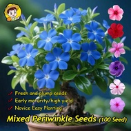 [Pengiriman Cepat] 100 Buah/Pak Biji Bunga Periwinkle Warna Campuran untuk Menanam Bunga Benih Vinca