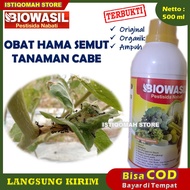BIOWASIL 500ml Pestisida Nabati Obat Hama Pembasmi & Pengusir Semut Pada Tanaman Cabe yang Bagus Pal