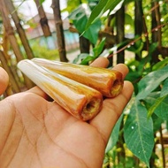 Once Tulang Moncong Marlin Mini