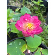 Combo of 3 mini lotus roots in 3 colors