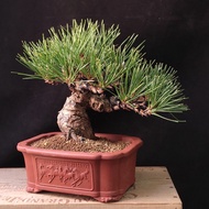日本黑松 矮霸大老樁 盆景 連 紫砂花盆  Plant Bonsai 塊根 矮霸 松樹 植物 禮物 盆栽 Black Pine Tree  gift【實拍。只此一盆】