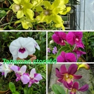 Paket murah 5 anggrek dendrobium dewasa -(tanaman hidup-bunga hidup mu