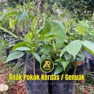 Pokok Kerdas/ Genuak (Pokok subur)