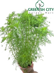 GNC - Dill Herbs Plant Herb Pokok Herba 莳萝 Pokok halau nyamuk