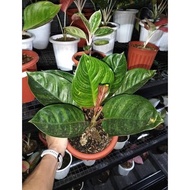 Aglaonema Krisna Aglonema Kresna Black Green