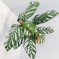 Monstera Esqueleto/巨洞龟背竹/rare palant