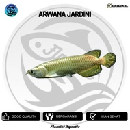 Ikan Arwana Jardini Ikan Predator