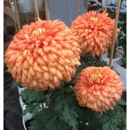 Biji Benih Bunga Kekwa Apricot Courtier Chrysanthemum Seed - 5 Seed