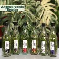 Bibit Anggrek Vanda Botol Termurah Anggrek Vanda Botolan