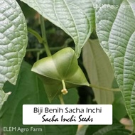 Biji Benih Sacha Inchi Seeds (5 Seeds)