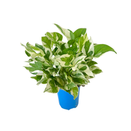 JM Flower "N Joy" Pothos, Money Plant (12cm Pot)