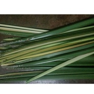 6 PUCUK DAUN PALAS/DAUN KETUPAT PALAS/FRESH PALAS LEAF