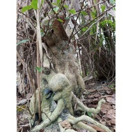 Bonsai Bougainvillea Bunga Kertas