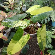 Tanaman Hias Philodendron 'Burle marx Variegata'