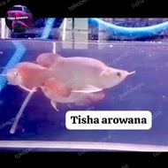 arowana super red king sb arwana short body king