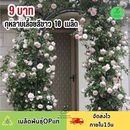 ถูกที่สุด 9 บาท เมล็ดพันธุ์ดอกกุหลาบเลื้อยสีขาว บรรจุ 10 เมล็ด