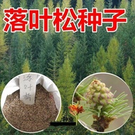 New Cai Fallen Leaf Pine Seed Pine Seed Conifer Pine Cold Resistant Quick Grow Pine Tree Wood Forest