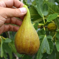 1 ต้น Figs ต้นมะเดื่อฝรั่ง พันธุ์ Osborn อร่อย หวาน หอมมากๆ จัดส่งพร้อมกระถาง 10 นิ้ว ลำต้นสูง 1เมตร