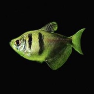【冠昱水族】黑綠磚魚- 螢光磚魚 高級餌料 造景水草