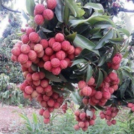 Anak pokok laici hybrid thai cepat berbuah pokok rendah