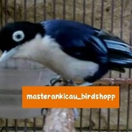 Ready Burung Rambatan Doraemon Bahan Prospek Mewah -Lapak Robi