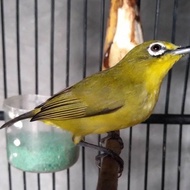 burung pleci dakun garut ory jantan