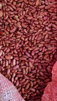 Kacang Merah Jogo Kering 1 KG Kilo Ukuran Besar Premium Dijamin Fresh!