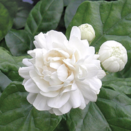 NO COD Anak Pokok Melur Ros Jasminum Sambac Grand Duke of Tuscany