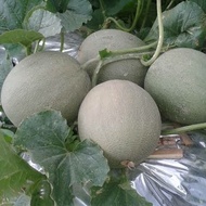 BENIH MELON  MELON MADU SUPER 50++tanpa merek