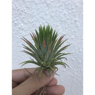 Augustfame Airplant -Tillandsia Ionantha Peach