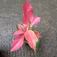 aglaonema red majesti