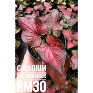 [dedaun] - Caladium Plants Red Chamber - Pokok Keladi Red Chamber