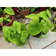 Sale Caladium Thai Kampung and Plant 1 pot 🍀😍