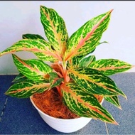 Best Product Aglonema Butterfly (Tanaman Hias Aglaonema Buterfly) -