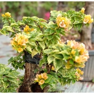 Tanaman Hias Bunga Bougenville Singapore Kuning Varigata/Daun Hijau Bibit Ori